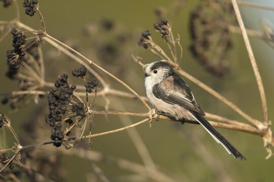 Long tailed tit (Aegithalos caudatus) adult bird perched on a plant seedhead, Suffolk, England, United Kingdom