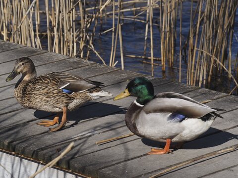 A pair of ducks, mallards (Anas platyrhynchos), resting on a jetty surrounded by reeds. Lake Sempach, Sempach, Canton Lucerne, Switzerland