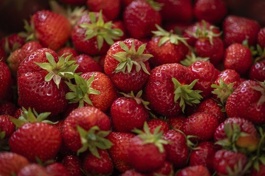 Freshly picked strawberries, Baden-W&uuml;rttemberg, Germany