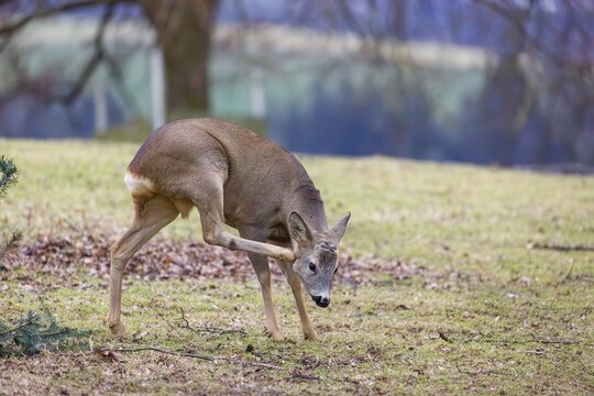 A male roe deer (Capreolus capreolus) stands in a meadow, scratching his head with his hind leg