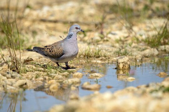 Streptopelia Turtur, Turtle Dove, Bath, Bathe, Bird Bath, Birds, Columbidae, Doves, Doves, Potions, Birdbath, Birds, Watering Place