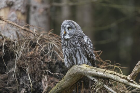 One great grey owl (Strix nebulosa) sitting on the root of a fallen spruce tree