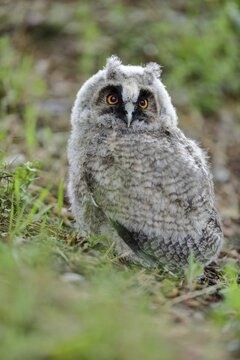 Long-eared owl (Asio otus) young bird sits on the ground, Burgenland, Austria