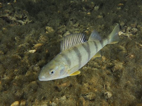 A striped river perch (Perca fluviatilis), Egli, Kretzer at night, dive site Zollbr&uuml;cke, Rheinau, Canton Zurich, Rhine, High Rhine, Switzerland, Germany