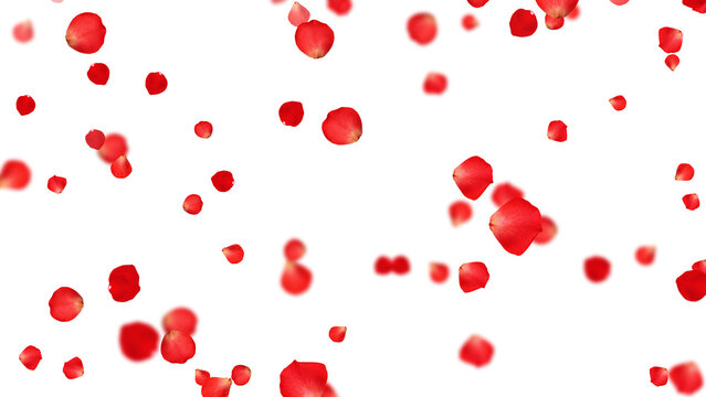 realistic red and pink rose petals pattern isolated on transparent background,png romantic flower valentine love and marriage social media design element