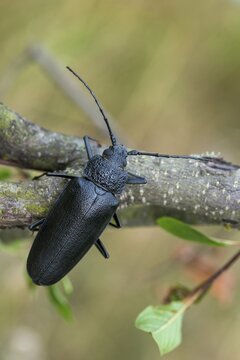 Cerambycidae, Ergates Faber, Mulmbock, Housebuck, Beetle, Longhorn Beetle, Coleoptera, Female, High Size, Portrait Format, Insects, Beetles, Long-Horned Beetle, Female
