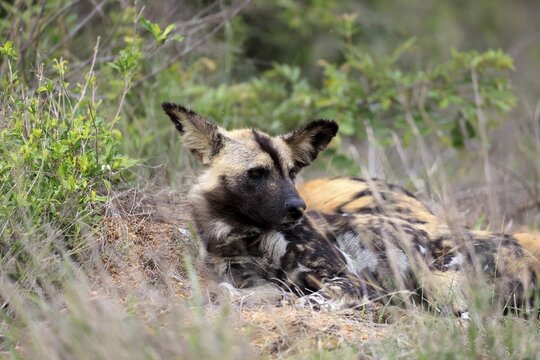 African wild dog (Lycaon pictus), adult, alert, lying down, portrait, Kruger National Park, South Africa