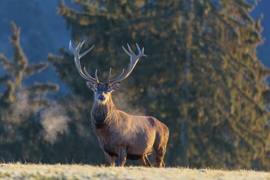A red deer stag (Cervus elaphus) stands in the first light of day on a meadow covered in hoar frost. Its breath condenses in the cold air. A forest can be seen in the background