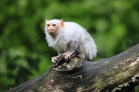 Silver marmoset (Mico argentatus, syn.: Callithrix argentata), silver marmoset, adult, sitting on a tree trunk, alert, South America