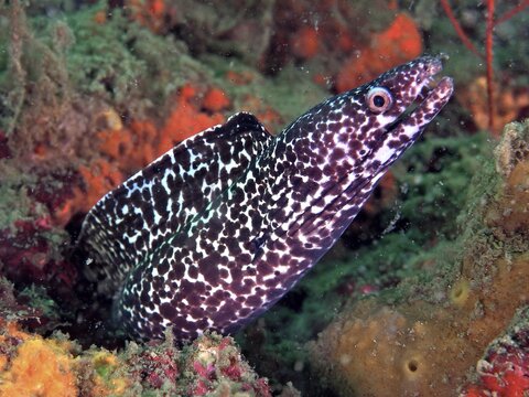 Spotted moray (Gymnothorax moringa), dive site Amber Jack, Destin, Panhandle, Gulf of Mexico, Florida, USA