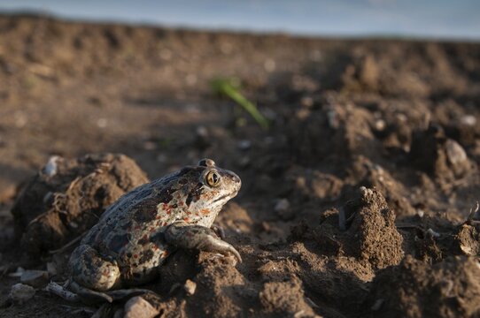 Common spadefoot, garlic toad, pelobates fuscus, field, amphibians, amphibians, agriculture, amphibians, toads