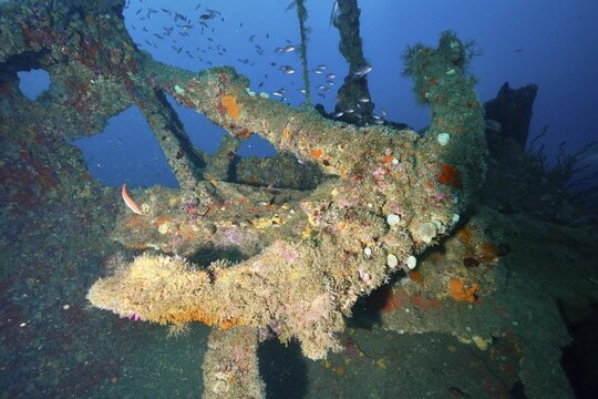 Anchor of a colorful shipwreck in the midst of a lively underwater landscape, dive site Wreck Michel C, Giens Peninsula, Mediterranean Sea, Porquerolles, Provence, C&ocirc;te d'Azur, France
