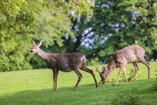 A female and a male roe deer (Capreolus capreolus) walk across a green meadow dotted with nettle bushes on a sunny day. Bavaria, Germany