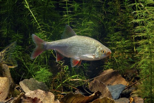 Red lead, rudd, rubella, scardinius erythrophthalmus, fake roach, fish, fishes, pisces