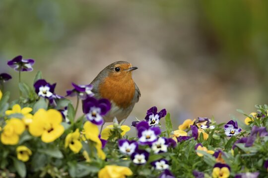European robin (Erithacus rubecula) adult garden bird on a plant pot with pansy and viola flowers in springtime, England, United Kingdom