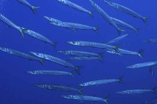 A large school of great barracudas (Sphyraena sphyraena) swimming through the blue water, dive site: Giens Peninsula, Hy&egrave;res, Porquerolles, Provence, C&ocirc;te d'Azur, Mediterranean Sea, France