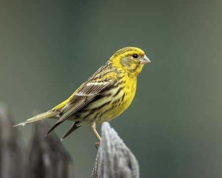 European Serin, serine, serinus serinus, birds, garden fence, garden fence, male, passeri, songbirds, birds