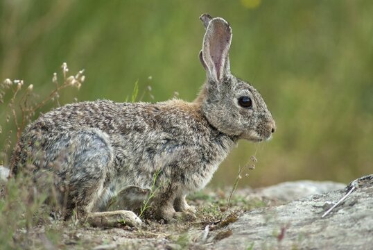 European rabbit, hare-like, rabbit, oryctolagus cuniculus, wild rabbit, Extremadura, mammals, rabbit, Spain, mammals
