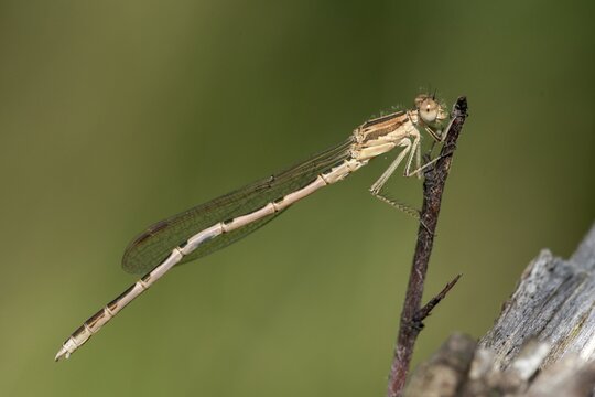 Common winter dragonfly, Sympecma fusca, winter damselfly, damselflies, dragonflies, insects, dragonflies, odonata, zygoptera