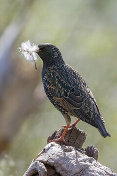 Star, Starling, Sturnus Vulgaris, Birds, Feather, High Size, Portrait, Nest Building, Nest Building, Passeri, Songbirds, Birds