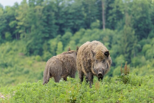 A male wild boar (Sus scrofa) is out foraging in a green clearing on an overcast day. Bavaria, Germany