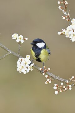 Great tit (Parus major), sitting on a blossoming branch of a cherry tree, spring, wildlife, Wilnsdorf, North Rhine-Westphalia, Germany