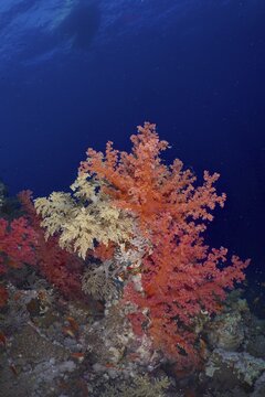 Hemprich's tree coral (Dendronephthya hemprichi), Shaab Claudia reef dive site, Red Sea, Egypt