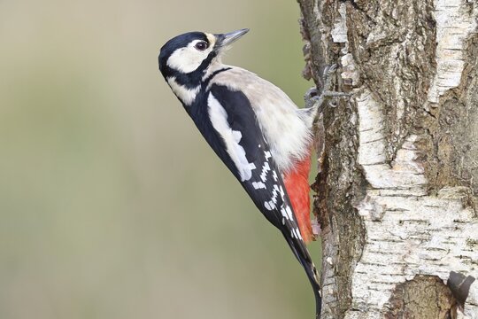 Great spotted woodpecker (Dendrocopus major), female, foraging on the trunk of a common birch (Betula pendula), wildlife, woodpeckers, nature photography, autumn, Wilnsdorf, North Rhine-Westphalia, Germany