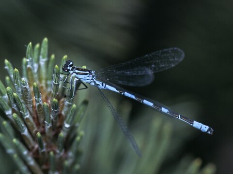 Coenagrion hastulatum, northern damselfly, spearhead flower, spear azurmaid, damselflies, dragonflies, insects, dragonflies, odonata, zygoptera