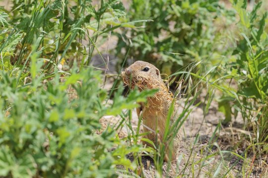 A fully grown ground squirrel (Spermophilus citellus) sits in a green meadow on a cloudy day, intently observing its surroundings. Austria