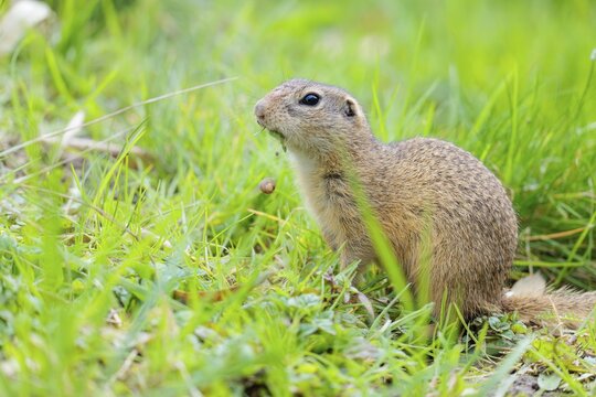 A fully grown ground squirrel (Spermophilus citellus) sits in a green meadow on a sunny day, intently observing its surroundings. Austria
