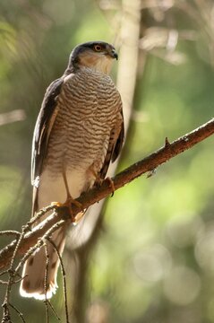 Accipiter Nisus, Accipitriformes, Sparrowhawk, Sparrowhawk, Birds of Prey, High Size, Portrait, Raptor, Raptors, Birds