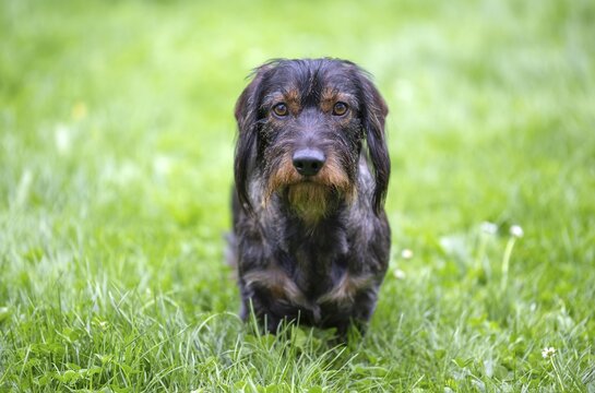 Rough-haired dachshund (Canis lupus familiaris) male, 4 years old, alert, on a meadow, Stuttgart, Baden-W&uuml;rttemberg, Germany