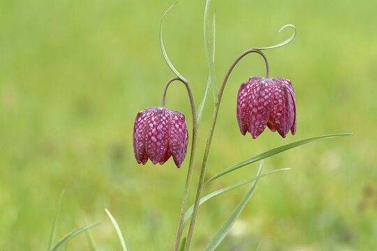 Snake's head fritillary (Fritillaria meleagris), two flowers in a meadow, inflorescence, early bloomer, spring, Wilnsdorf, North Rhine-Westphalia, Germany