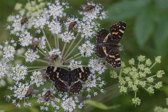 Araschnia Levana, European map, map butterfly, butterfly, insects, butterfly, summer generation, buzzer, butterflies, butterflies, butterflies