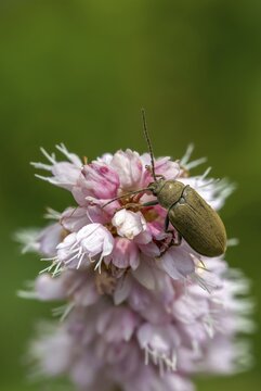 Hairy soft-bog beetle, dascillidae, dascillus cervinus, soft-bog beetle, orchid beetle, beetle, coleoptera, high size, portrait format, insects, beetles