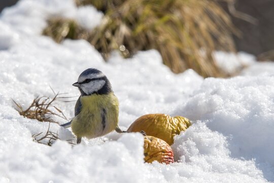 Blue tit, parus caeruleus, birds, tit, passeri, snow, songbirds, snow, songbirds, tits, birds, winter