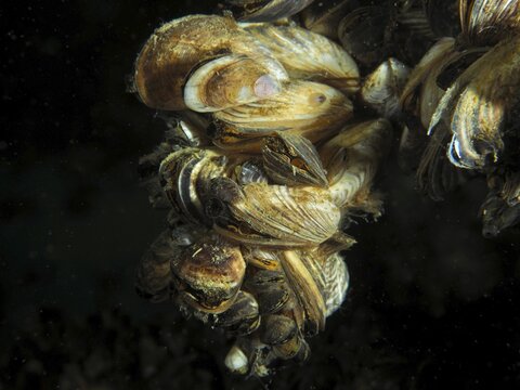 Quagga triangle mussels (Dreissena rostriformis bugensis), invasive species, crowded together in a cluster, Wildsau dive site, Berlingen, Lake Constance, Switzerland, Germany
