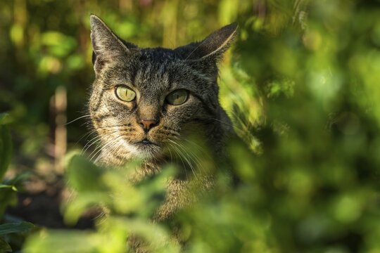 Carnivora, Felis silvestris forma catus, domestic cat, predators, cat, domesticated animals, pet, cat, mammals, raptors, mammals, mammals