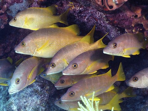 School of fish, group of schoolmaster snappers (Lutjanus apodus), dive site John Pennekamp Coral Reef State Park, Key Largo, Florida Keys, Florida, USA