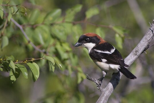 Lanius senator, red-headed shrike, woodchat shrike, birds, Bulgaria, male, passeri, songbirds, birds, shrikes