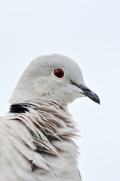 Eurasian Collared Dove (Streptopelia decaocto), portrait, Fuerteventura, Canary Islands, Spain