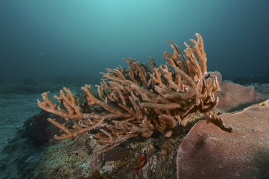 An antler-shaped staghorn coral, small polyp stony coral (Acropora muricata) in clear blue water. Dive site Sodwana Bay National Park, Maputaland Marine Reserve, iSimangaliso Wetland Park, KwaZulu Natal, South Africa