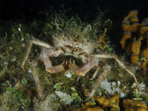 A camouflaged spider crab, the little spider crab (Maja crispata), hides amongst seaweed on the seabed, at the Hausriff dive site, Stoja, Pula, Croatia, Mediterranean Sea