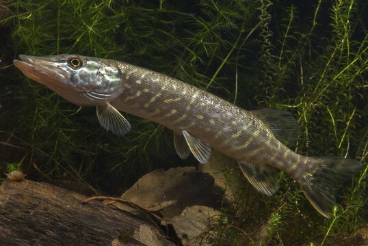 Esox Lucius, pike, pike, predatory fish, fishes, northern pike, pisces