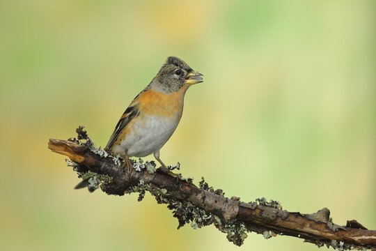Brambling (Fringilla montifringilla), male sitting on a lichen-covered branch, Wilden, North Rhine-Westphalia, Germany