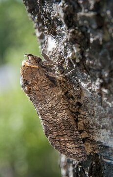Cossus Cossus, Goat Moth, Sweden, willow borer, butterfly, high size, portrait, insects, moths, moths, butterfly, Sweden