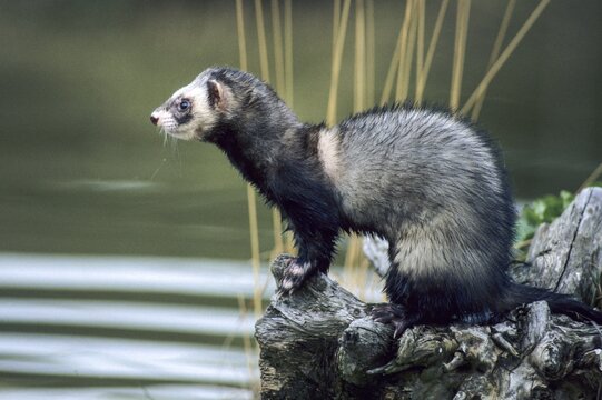 Carnivora, polecat, mustela putorius, polecat, predators, mammals, raptors, mammals