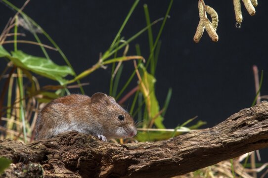 Bank vole, Clethrionomys glareolus, myodes glareolus, rodents, rodentia, rubella, forest vole, mammals, mouse, muroids, rodents, mammals, vole