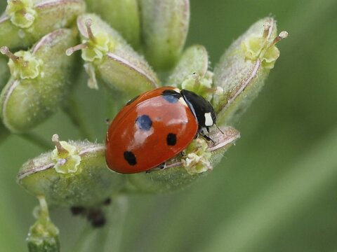 Close-up of a ladybird, the seven-spot ladybird (Coccinella septempunctata), on a plant bud, focusing on the details, Goms, Canton of Valais, Switzerland